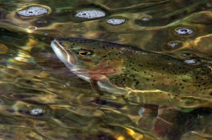 hungary trout feeding