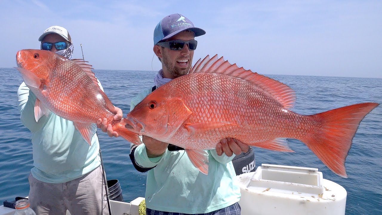 What Kind of Bait Do You Use to Catch SNAPPER in the Gulf of Mexico?