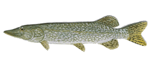 northern pike, pike fishing, canada pike fishing, fishing pike, jackfish, fishing for jack