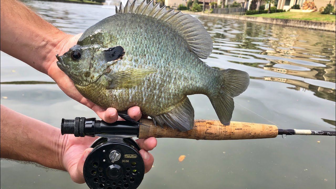 Texas Fly Fishing for Bluegill