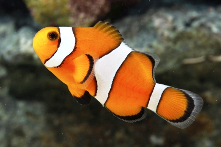 Ocellaris Clownfish