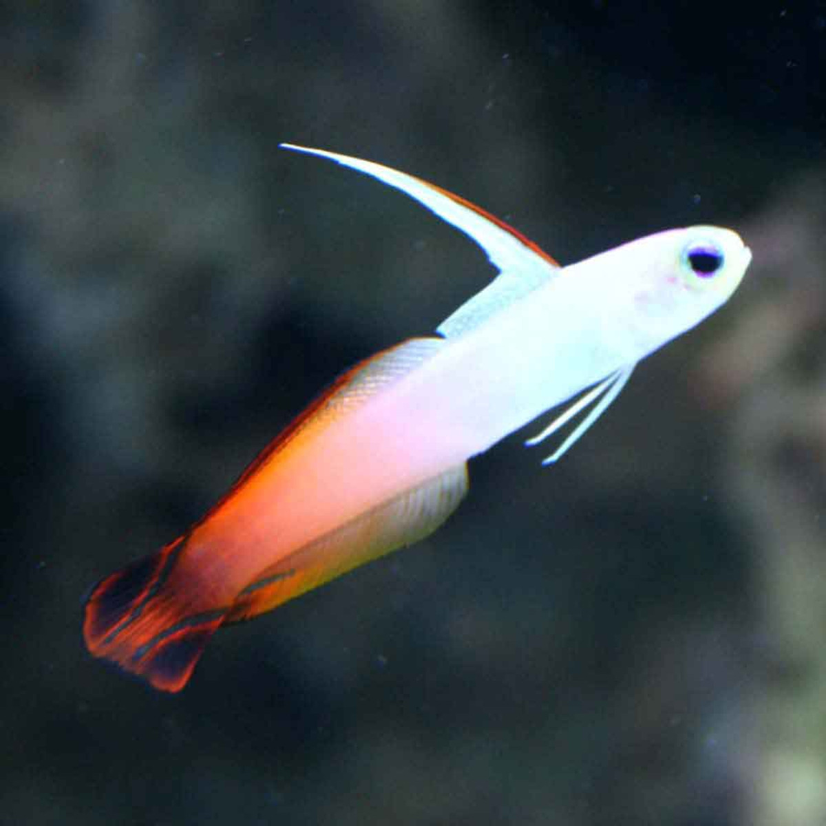 Red Firefish Goby - Nemateleotris magnifica