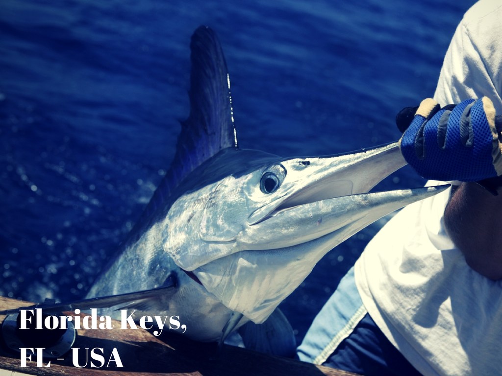 Sailfish in Florida Keys, one of the top fishing desitnations in the world