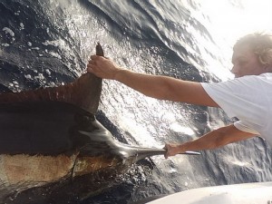 Blue Marlin, Top Marlin Fishing Spots