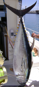Canary Islands-Yellowfin Tuna