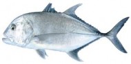 Giant Trevally fishing  in Maxixe