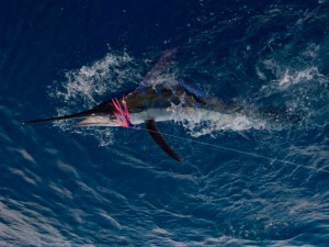 Fishfisheme.com-Marlin Fishing Puerto Rico