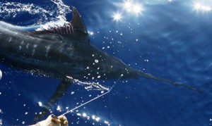 Marlin fishing, Top Marlin destinations