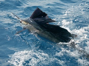 Sailfishing in South Florida