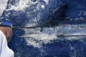 Fishfisheme.com - Marlin fishing Top Marlin Fishing Destinations